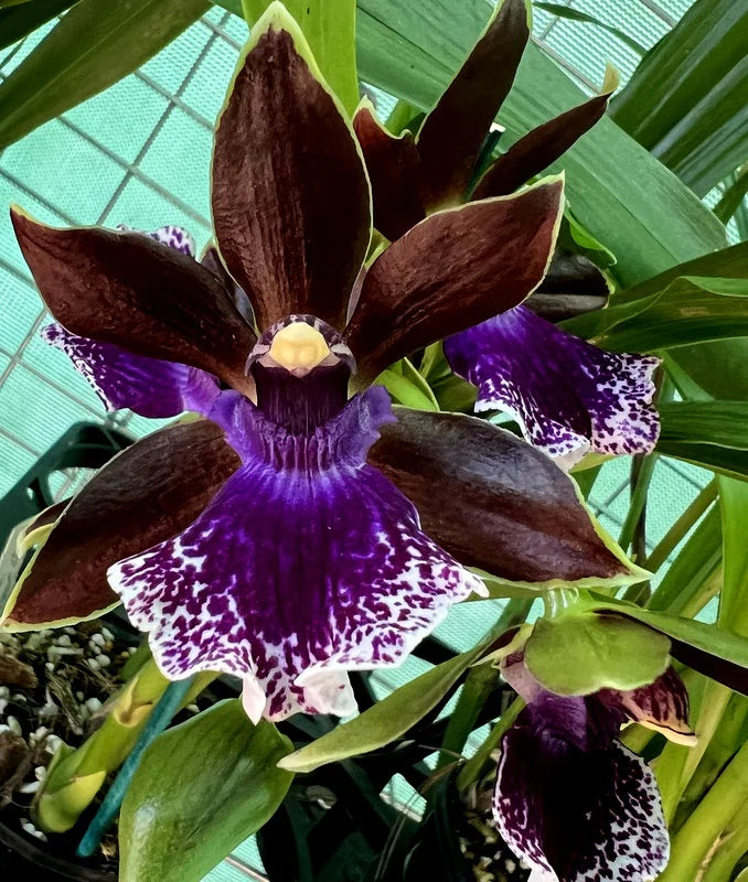 Zygopetalum Debbie De Mellow 'Honolulu Bay' (Fragrant) Main image