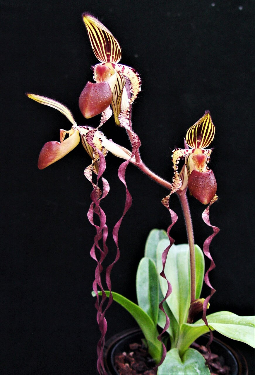 Paph. Sanderiana 'Red Pouch' x Paph. Mem Joan Levy 'Exotic Dancer' (Multifloral Slipper Orchid) Main image