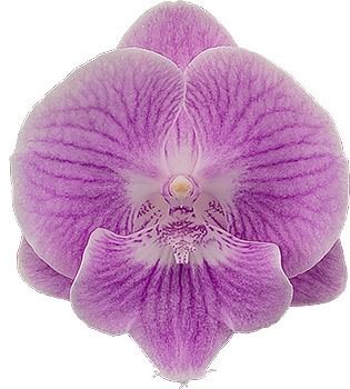 Phalaenopsis Lady Writer (FLOWERING NOW!!!) Main image