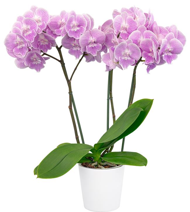 Phalaenopsis Lady Writer (FLOWERING NOW!!!) Secondary image