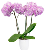 Phalaenopsis Lady Writer (FLOWERING NOW!!!)