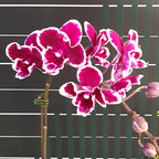 Phalaenopsis Pink Panther (Big Lip Mericlone)