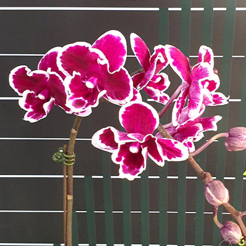 Phalaenopsis Pink Panther (Big Lip Mericlone) Main image
