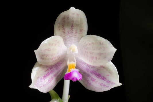 Phalaenopsis javanica (Beautiful Species from Java)