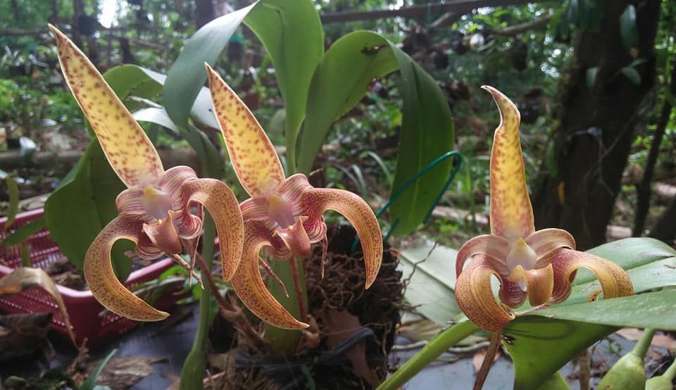 BULBOPHYLLUM POLYSTICTUM/ LOBBII (Fragrant)