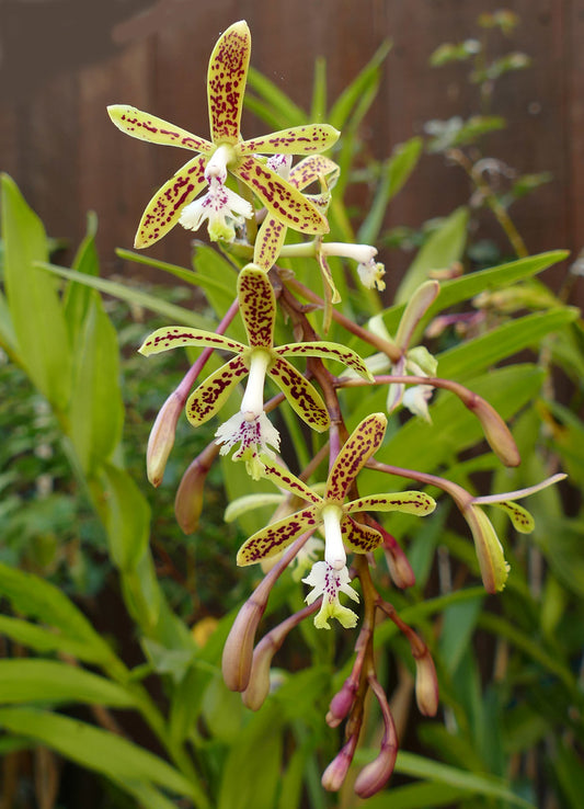 Epidendrum cristatum (Fragrant Species From Brazil)