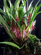 Pleurothallis Allenis (Species From Panama)