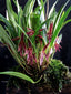 Pleurothallis Allenis (Species From Panama)