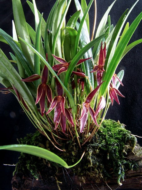 Pleurothallis Allenis (Species From Panama)