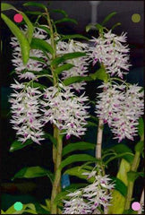 Dendrobium Amethystoglossum (Fragrant Species From Philippines)