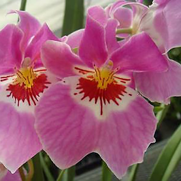 Miltoniopsis Woody Carlson Enduring Ardor Main image