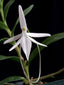 Jumellea comorensis (Easy to Grow Species)