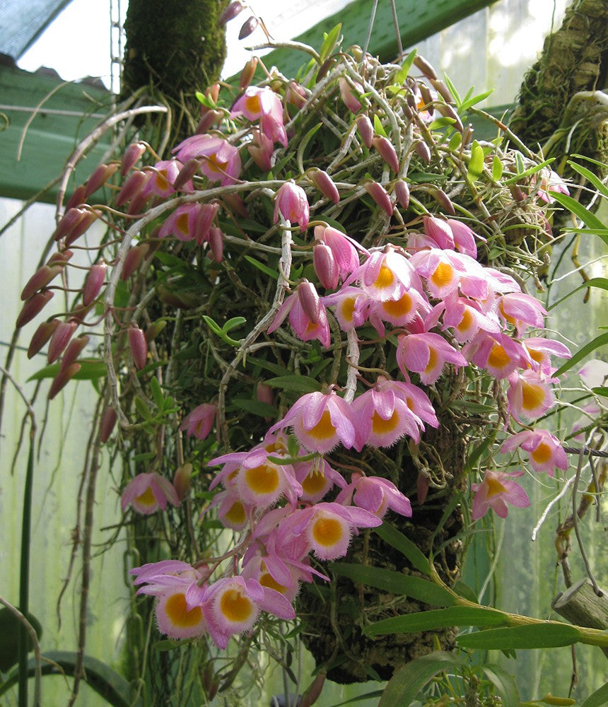 Dendrobium Loddigesi x Pierardii