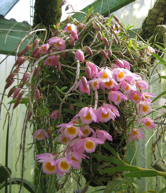 Dendrobium Loddigesi x Pierardii (Fragrant)