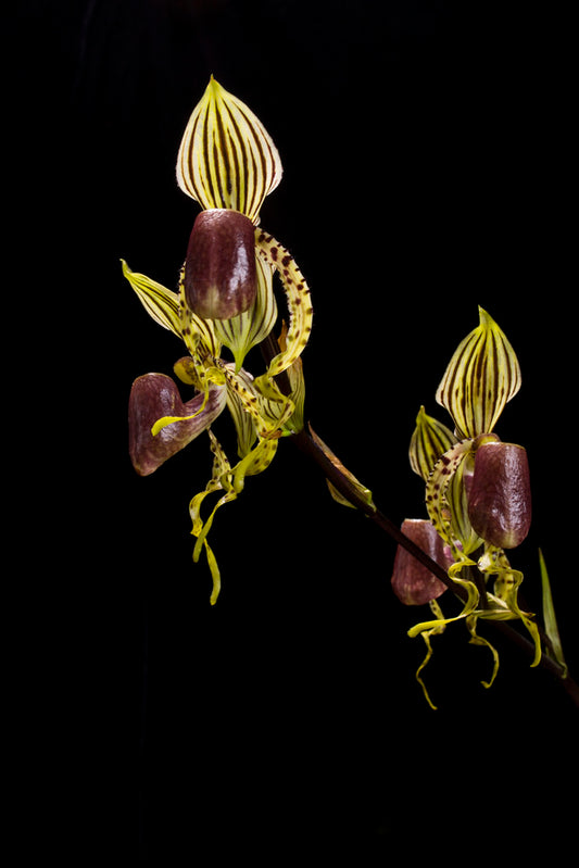 Paph. supardii (RARE SPECIES) FS PLANT