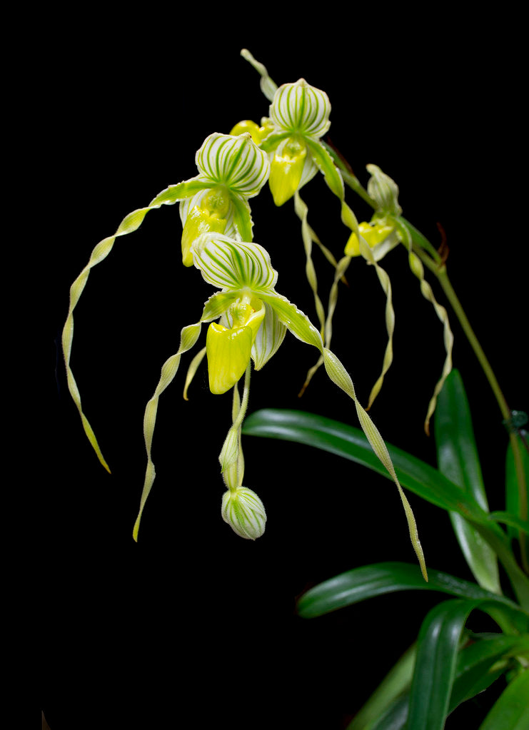 Paphiopedilum philippinense var. album (RARE SPECIES) Main image