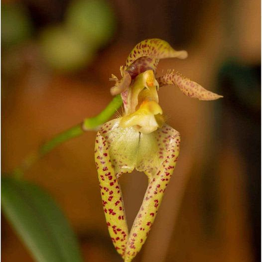 Bulbophyllum lasiochilum 'Yellow' (Fragrant) Main image