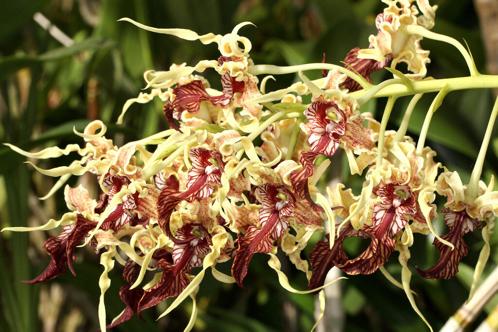Den. Spectabile 'Bizarre' HCC/AOC X Den. Spectabile 'Taiwan'