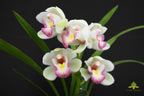 TOP FLASK - Cymbidium [(Great Flower x Goeringii 'Chuen Huei') x Sinense 'Yang Lao']