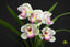 TOP FLASK - Cymbidium [(Great Flower x Goeringii 'Chuen Huei') x Sinense 'Yang Lao']