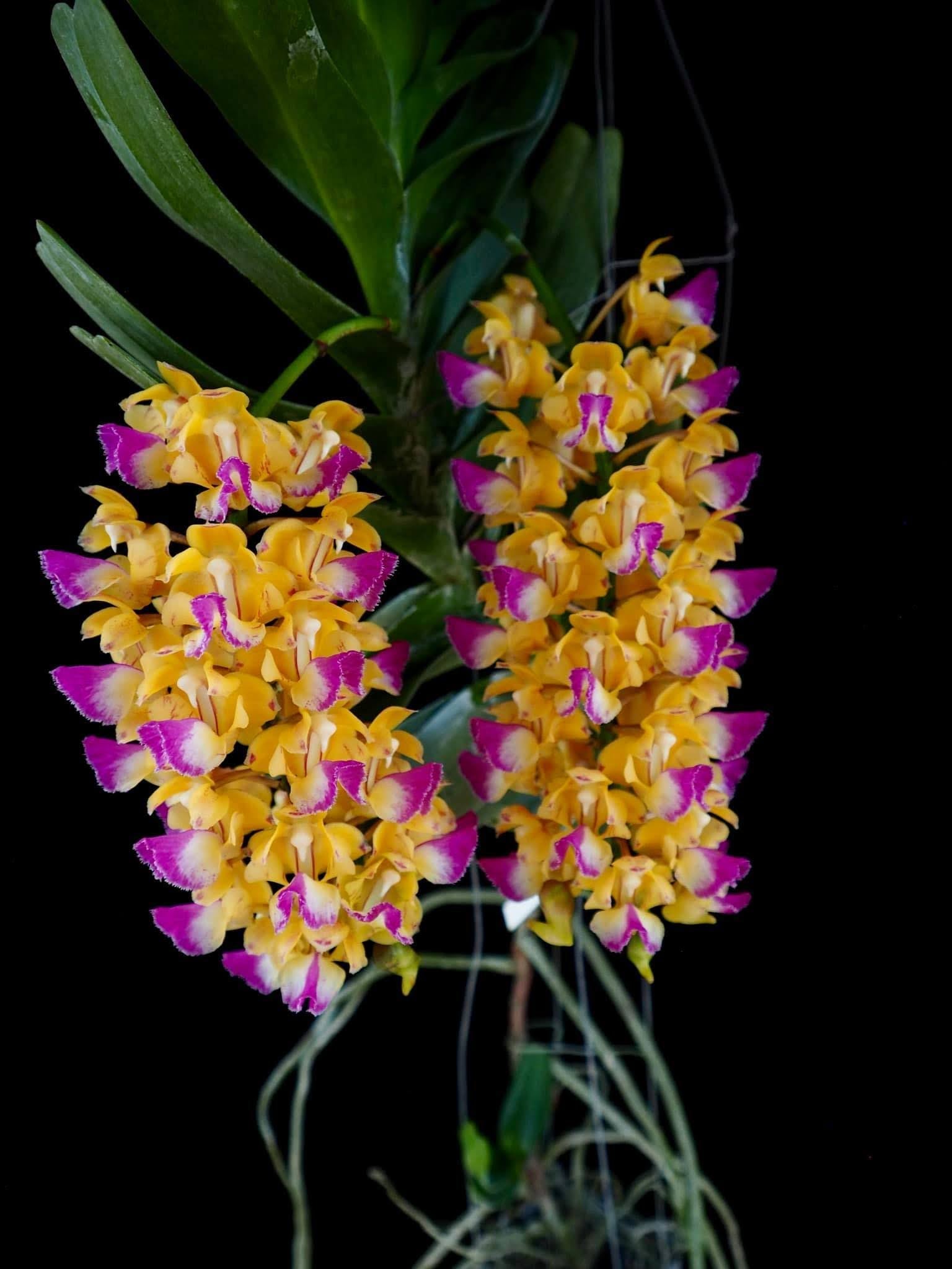 TOP Aerides houlletiana (Fragrant Species)