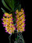 TOP Aerides houlletiana (Fragrant Species)