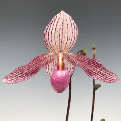 Paph. Julius (lowii x rothschildianum) MULTIFLORAL TYPE