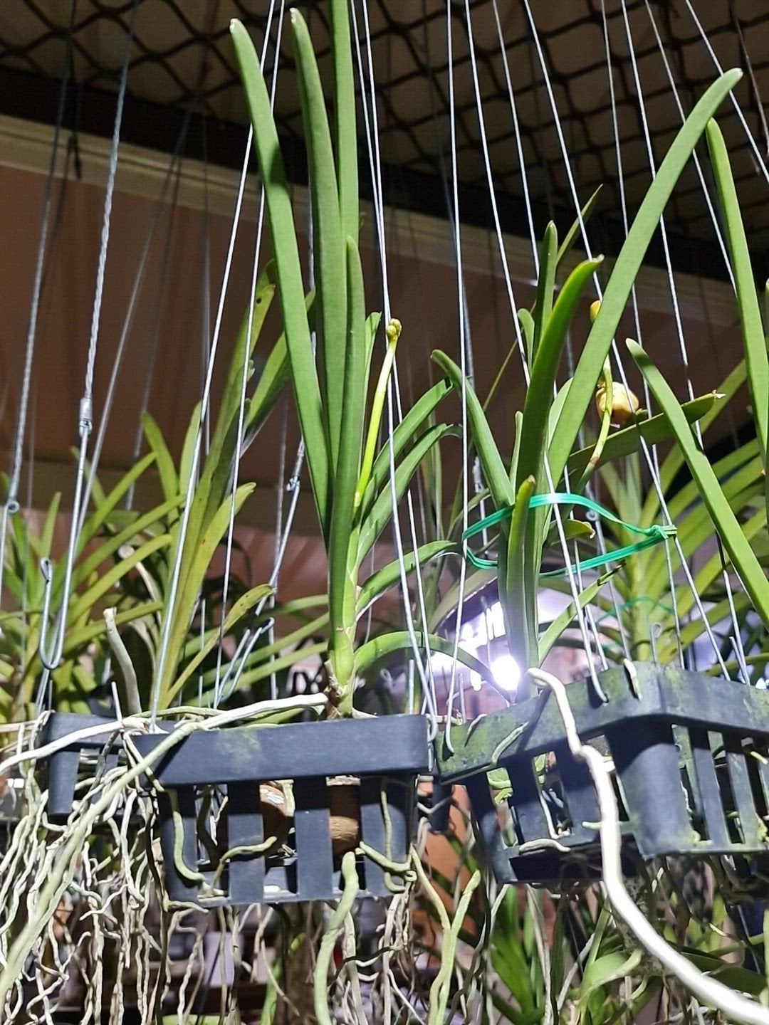 Papilionanda Jokenny
