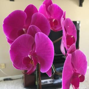 Phalenopsis Ox Queen Dark Main image