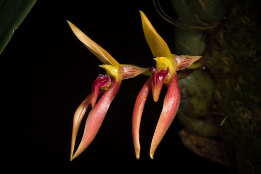 Bulbophyllum basisetum (Fragrant Species From Philippines)