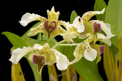 Den. convolutum 'Dark Lip' x (Den. normanbynese x Gerald McCraith)