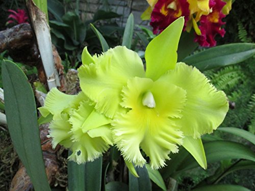 Fragrant Cattleya ( Ports Of Paradise)