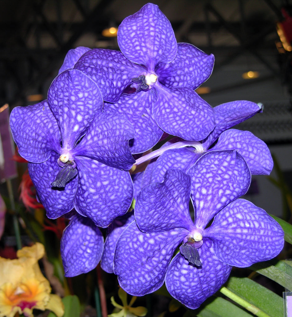 Vanda Tokyo Blue (V. Chindavat × coerulea) (FLOWERING SIZE)