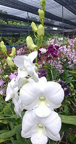 Dendrobium (Supanburi White x Ypadeewan) IN SPIKE ! Main image