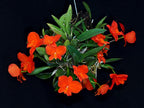 Soph. Coccinea 'Fire Dance' X Soph. Coccinea 'Dragon Fire'
