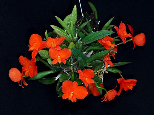 Soph. Coccinea 'Fire Dance' X Soph. Coccinea 'Dragon Fire'
