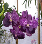 Vanda Kru Chom 'Dark Kinght' (IN SPIKE NOW)