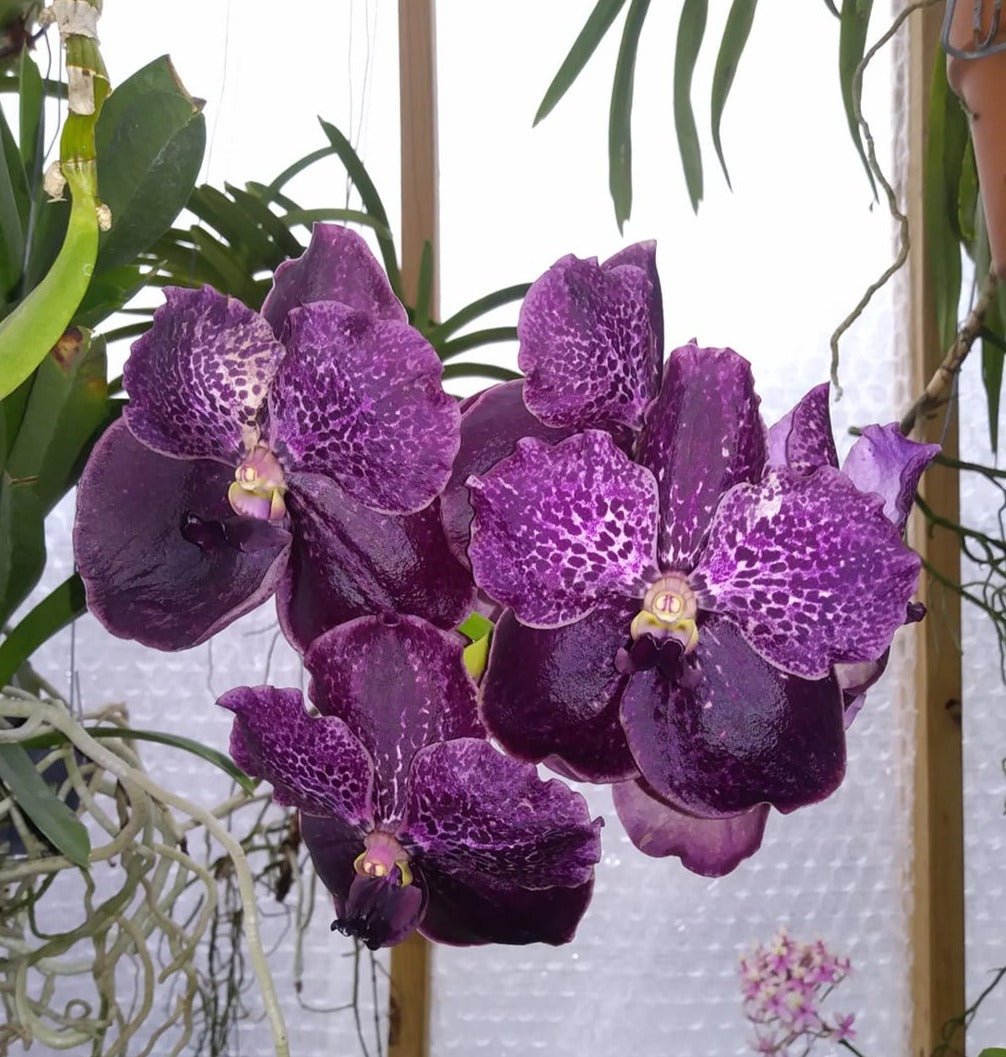 Vanda Kru Chom 'Dark Kinght' (IN SPIKE NOW)