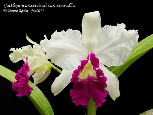 Cattleya Warscewiczii var semi alba x sib 'juno'