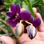 Den. Airy Way Blue