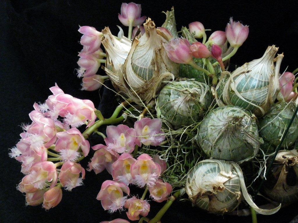 Clowesia Jumbo Grace (Fragrant Variety)