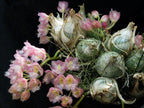 Clowesia Jumbo Grace (Fragrant Variety)