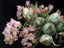 Clowesia Jumbo Grace (Fragrant Variety)