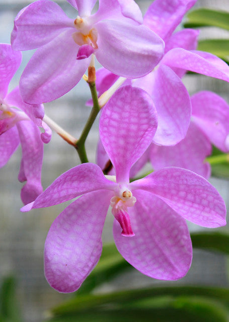 Vanda Coerulea Pink
