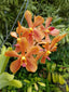 Aranda Thailand 'Sunspots'