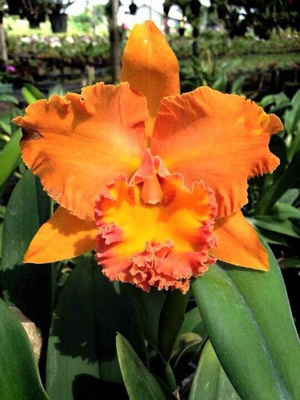 Rlc. Suvarnabhumi Delight 'Salmon Queen' (FRAGRANT)