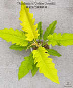Philodendron 'Golden Crocodile' FLASK (25+ seedlings)
