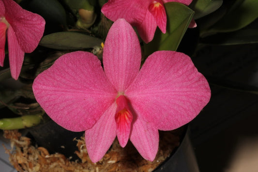 Sophronitis Wittigiana (Rosea) X Sophronitis Brevipedunculata