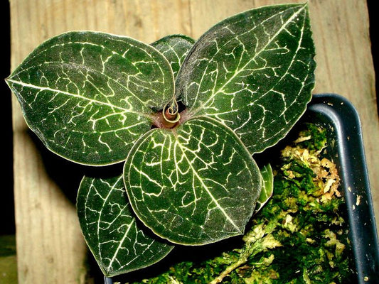 (Herbal Jewel Orchid) - Anoectochilus formosanus hayata