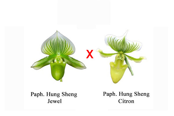 Paphiopedilum Hung Sheng Jewel x Hung Sheng Citron